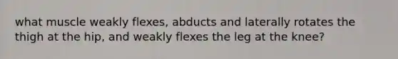 what muscle weakly flexes, abducts and laterally rotates the thigh at the hip, and weakly flexes the leg at the knee?