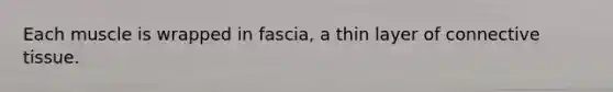 Each muscle is wrapped in fascia, a thin layer of connective tissue.