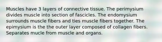 Muscles have 3 layers of connective tissue. The perimysium divides muscle into section of fascicles. The endomysium surrounds muscle fibers and ties muscle fibers together. The epimysium is the the outer layer composed of collagen fibers. Separates mucle from muscle and organs.