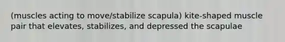 (muscles acting to move/stabilize scapula) kite-shaped muscle pair that elevates, stabilizes, and depressed the scapulae