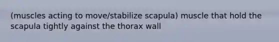 (muscles acting to move/stabilize scapula) muscle that hold the scapula tightly against the thorax wall