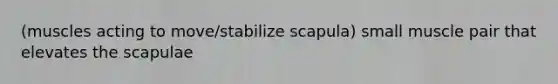 (muscles acting to move/stabilize scapula) small muscle pair that elevates the scapulae