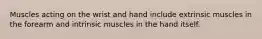 Muscles acting on the wrist and hand include extrinsic muscles in the forearm and intrinsic muscles in the hand itself.