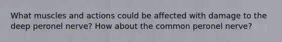 What muscles and actions could be affected with damage to the deep peronel nerve? How about the common peronel nerve?
