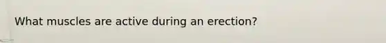 What muscles are active during an erection?