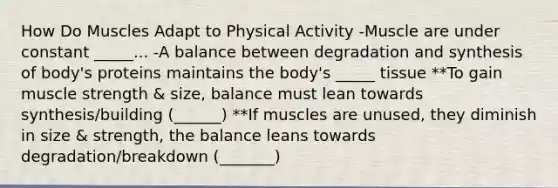 How Do Muscles Adapt to Physical Activity -Muscle are under constant _____... -A balance between degradation and synthesis of body's proteins maintains the body's _____ tissue **To gain muscle strength & size, balance must lean towards synthesis/building (______) **If muscles are unused, they diminish in size & strength, the balance leans towards degradation/breakdown (_______)