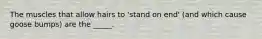 The muscles that allow hairs to 'stand on end' (and which cause goose bumps) are the _____.