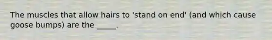 The muscles that allow hairs to 'stand on end' (and which cause goose bumps) are the _____.