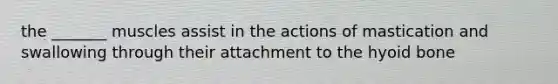 the _______ muscles assist in the actions of mastication and swallowing through their attachment to the hyoid bone