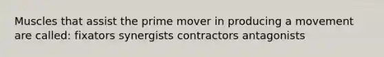 Muscles that assist the prime mover in producing a movement are called: fixators synergists contractors antagonists