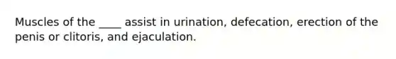 Muscles of the ____ assist in urination, defecation, erection of the penis or clitoris, and ejaculation.