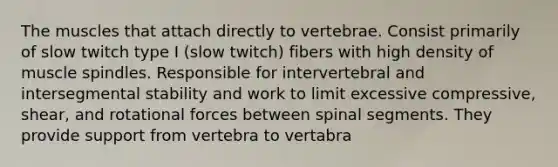 The muscles that attach directly to vertebrae. Consist primarily of slow twitch type I (slow twitch) fibers with high density of muscle spindles. Responsible for intervertebral and intersegmental stability and work to limit excessive compressive, shear, and rotational forces between spinal segments. They provide support from vertebra to vertabra