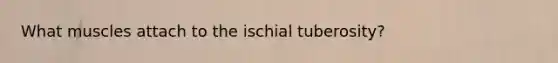 What muscles attach to the ischial tuberosity?