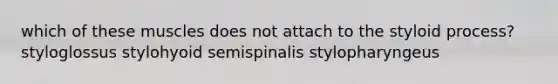 which of these muscles does not attach to the styloid process? styloglossus stylohyoid semispinalis stylopharyngeus