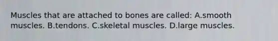 Muscles that are attached to bones are called: A.smooth muscles. B.tendons. C.skeletal muscles. D.large muscles.