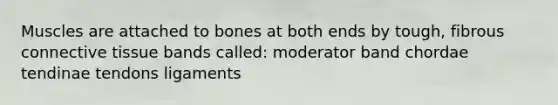 Muscles are attached to bones at both ends by tough, fibrous <a href='https://www.questionai.com/knowledge/kYDr0DHyc8-connective-tissue' class='anchor-knowledge'>connective tissue</a> bands called: moderator band chordae tendinae tendons ligaments