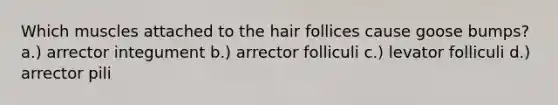 Which muscles attached to the hair follices cause goose bumps? a.) arrector integument b.) arrector folliculi c.) levator folliculi d.) arrector pili