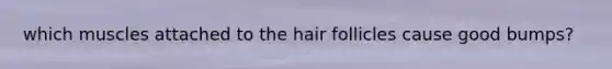 which muscles attached to the hair follicles cause good bumps?