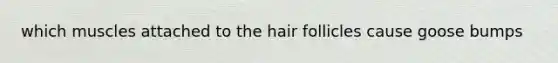 which muscles attached to the hair follicles cause goose bumps