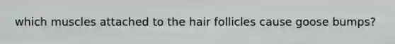 which muscles attached to the hair follicles cause goose bumps?