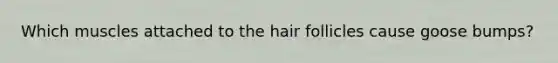 Which muscles attached to the hair follicles cause goose bumps?