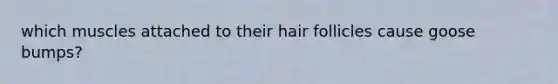 which muscles attached to their hair follicles cause goose bumps?