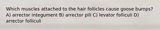 Which muscles attached to the hair follicles cause goose bumps? A) arrector integument B) arrector pili C) levator folliculi D) arrector folliculi