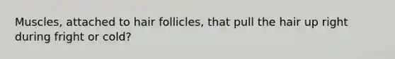 Muscles, attached to hair follicles, that pull the hair up right during fright or cold?