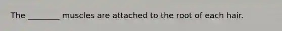 The ________ muscles are attached to the root of each hair.