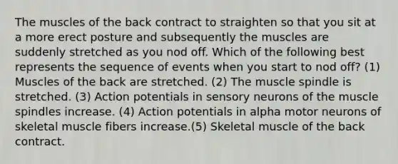 The muscles of the back contract to straighten so that you sit at a more erect posture and subsequently the muscles are suddenly stretched as you nod off. Which of the following best represents the sequence of events when you start to nod off? (1) Muscles of the back are stretched. (2) The muscle spindle is stretched. (3) Action potentials in sensory neurons of the muscle spindles increase. (4) Action potentials in alpha motor neurons of skeletal muscle fibers increase.(5) Skeletal muscle of the back contract.