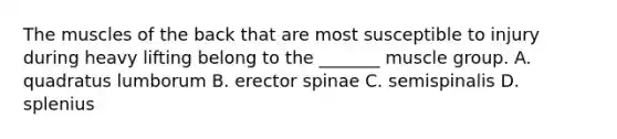 The muscles of the back that are most susceptible to injury during heavy lifting belong to the _______ muscle group. A. quadratus lumborum B. erector spinae C. semispinalis D. splenius