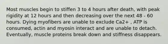 Most muscles begin to stiffen 3 to 4 hours after death, with peak rigidity at 12 hours and then decreasing over the next 48 - 60 hours. Dying myofibers are unable to exclude Ca2+ , ATP is consumed, actin and myosin interact and are unable to detach. Eventually, muscle proteins break down and stiffness disappears.