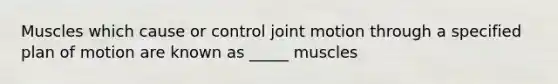 Muscles which cause or control joint motion through a specified plan of motion are known as _____ muscles