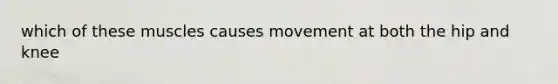 which of these muscles causes movement at both the hip and knee