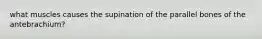 what muscles causes the supination of the parallel bones of the antebrachium?