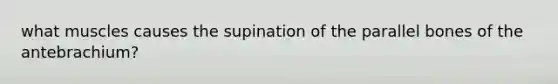 what muscles causes the supination of the parallel bones of the antebrachium?