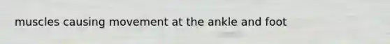 muscles causing movement at the ankle and foot