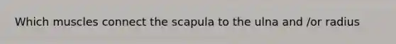 Which muscles connect the scapula to the ulna and /or radius