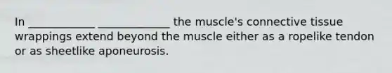 In ____________ _____________ the muscle's connective tissue wrappings extend beyond the muscle either as a ropelike tendon or as sheetlike aponeurosis.