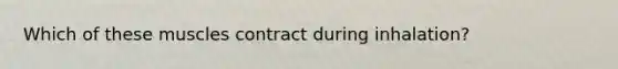 Which of these muscles contract during inhalation?