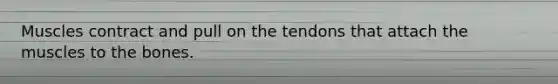 Muscles contract and pull on the tendons that attach the muscles to the bones.