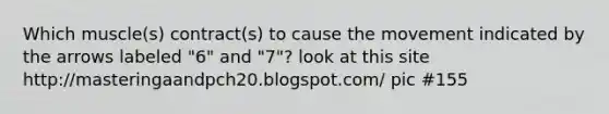 Which muscle(s) contract(s) to cause the movement indicated by the arrows labeled "6" and "7"? look at this site http://masteringaandpch20.blogspot.com/ pic #155