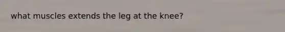 what muscles extends the leg at the knee?