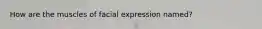 How are the muscles of facial expression named?