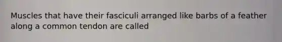 Muscles that have their fasciculi arranged like barbs of a feather along a common tendon are called