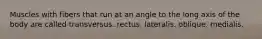 Muscles with fibers that run at an angle to the long axis of the body are called transversus. rectus. lateralis. oblique. medialis.