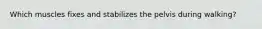 Which muscles fixes and stabilizes the pelvis during walking?