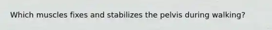 Which muscles fixes and stabilizes the pelvis during walking?