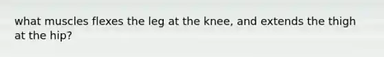 what muscles flexes the leg at the knee, and extends the thigh at the hip?