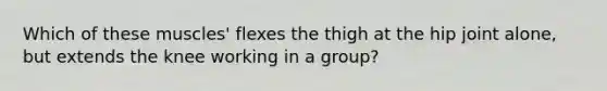 Which of these muscles' flexes the thigh at the hip joint alone, but extends the knee working in a group?